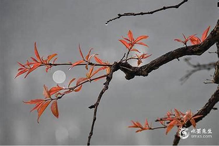 虎年都有哪些属相犯太岁