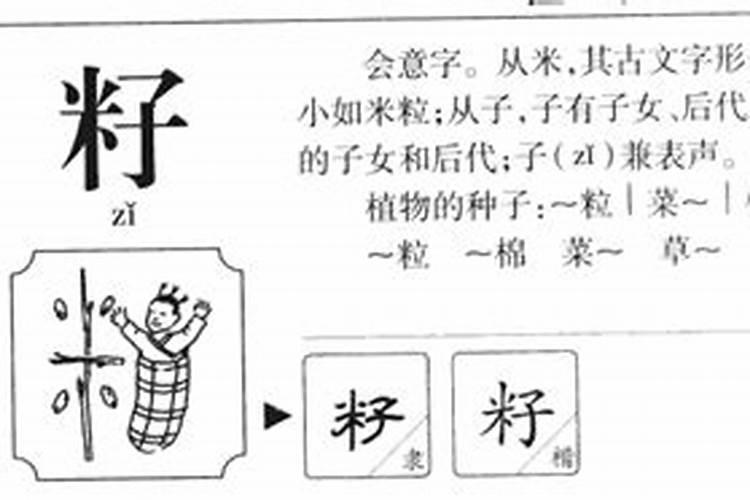 籽字在五行属什么