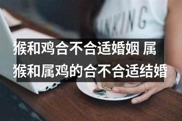 属鸡和属猴的属相合不合适