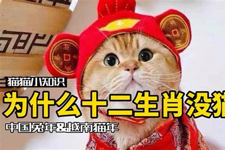 为啥十二生肖里没有猫咪