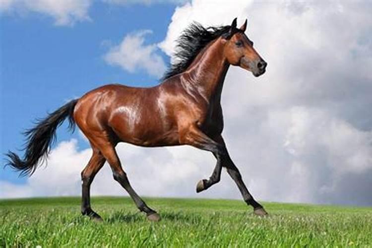 梦见很多漂亮的马是什么意思