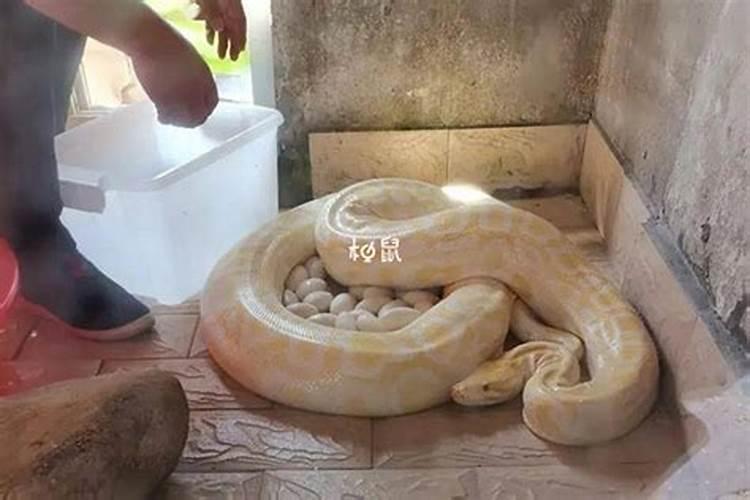 梦到蟒蛇是怀孕的象征