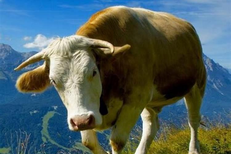 梦见牛什么意思有什么预兆