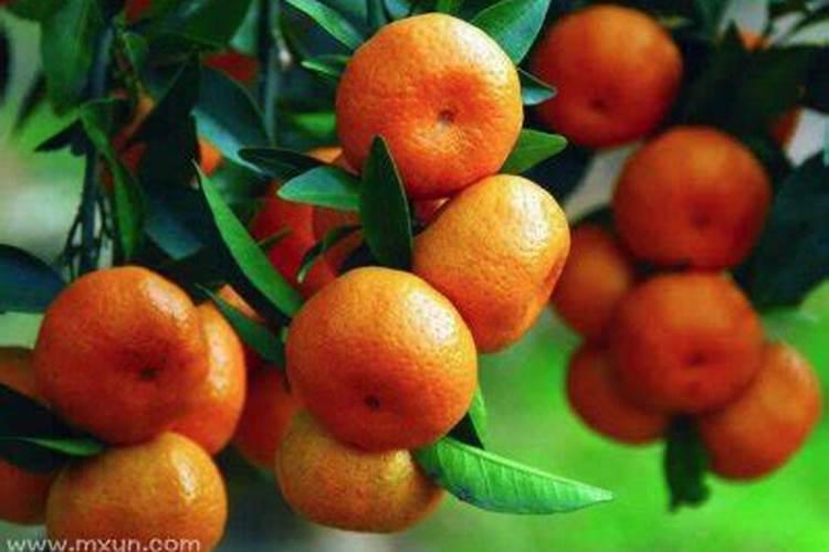 梦到上树摘橘子什么意思