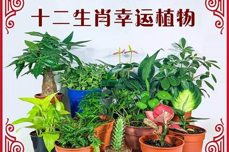 12生肖的幸运花是什么花