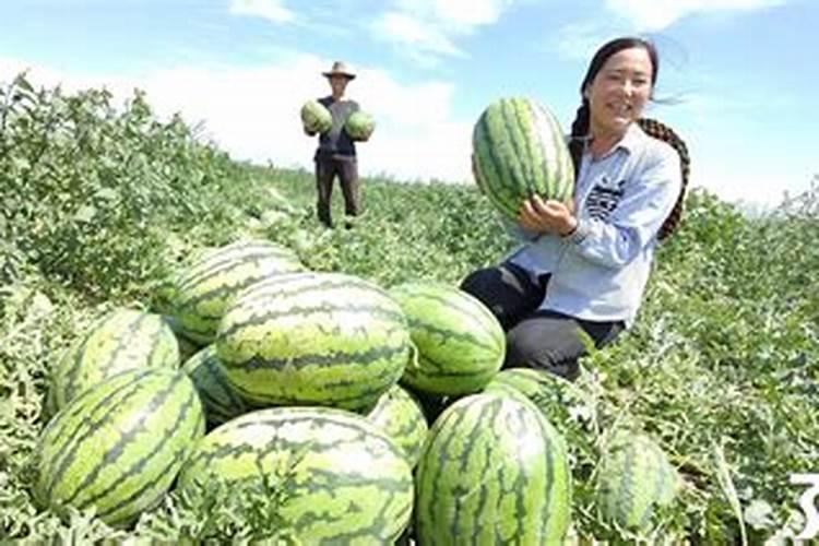 梦见西瓜丰收的景象