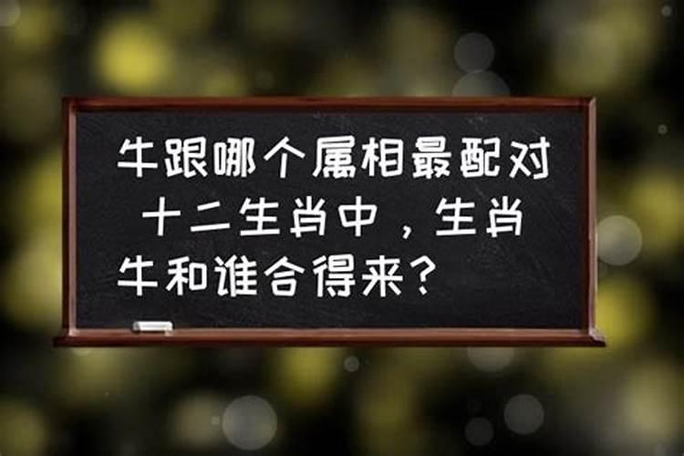 哪个生肖喜欢做傻事？人们却心疼他呢？大大咧咧猜一生肖