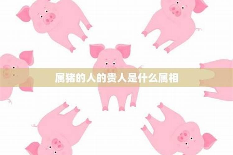 属猪人的贵人属相是什么