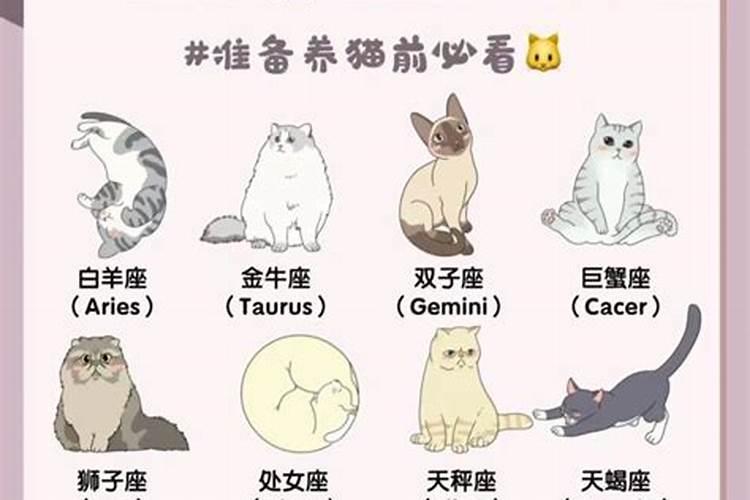 十二星座的狗是什么？射手座适合养什么宠物猫