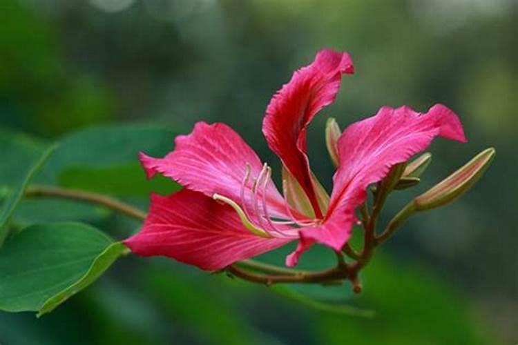 紫荊花代表什么生肖