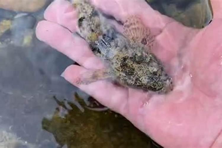 梦见雨后水坑里有鱼