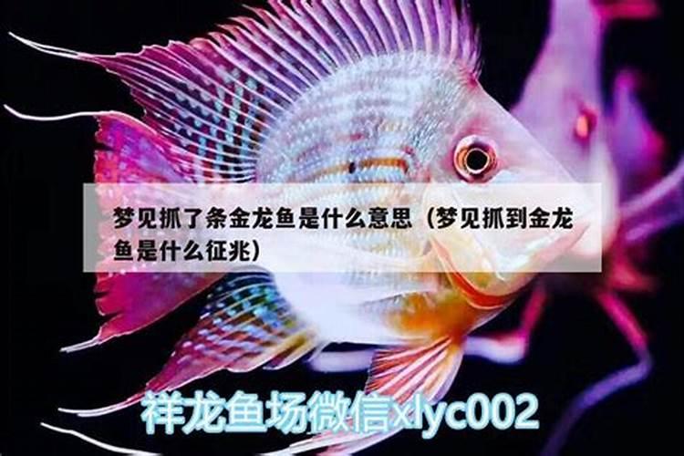 梦见河里抓到一条金龙鱼