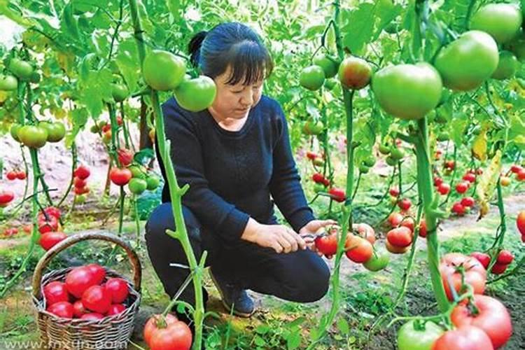 女人梦到西红柿预示着什么