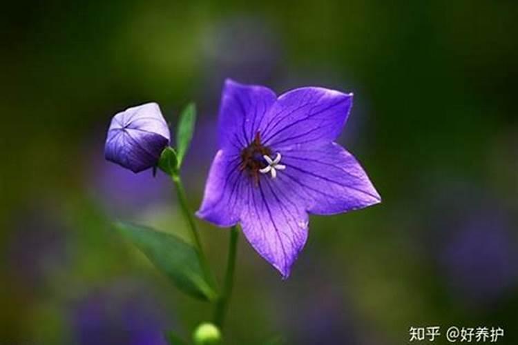 十二星座的幸运花是什么花啊