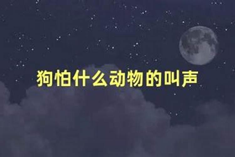 生肖狗怕什么东西