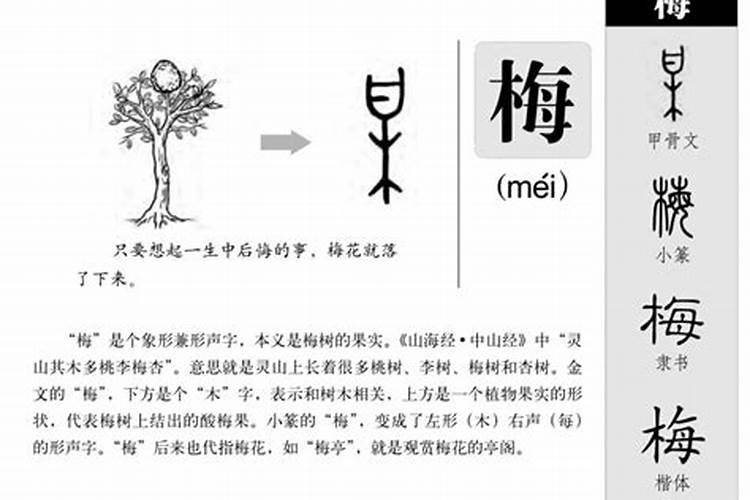 梅字五行属什么的属性