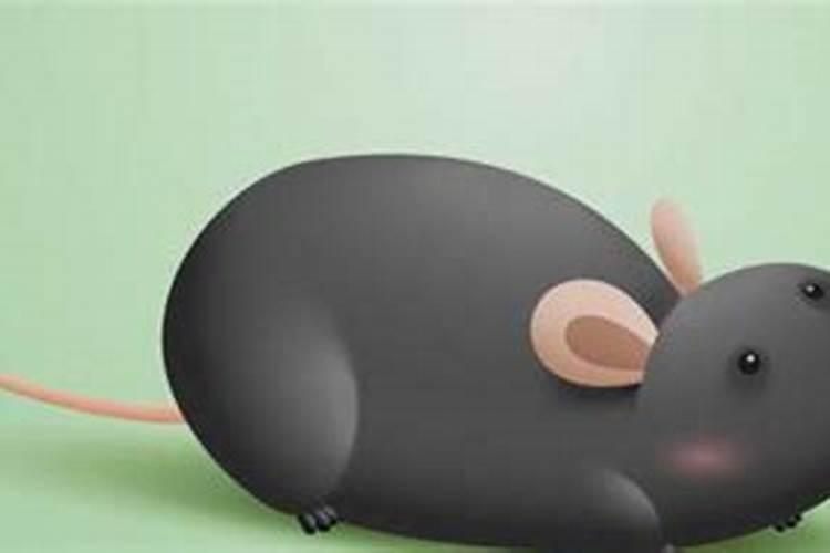 梦到很大的老鼠是什么意思