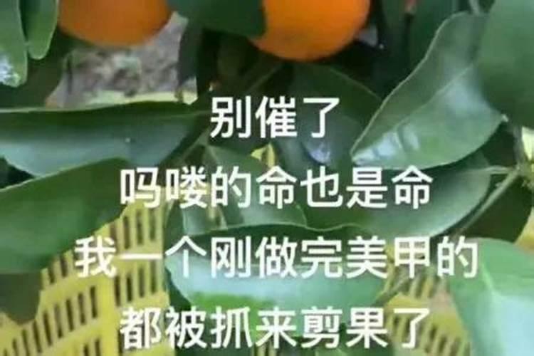 解命是什么意思网络用语？解命是什么日子