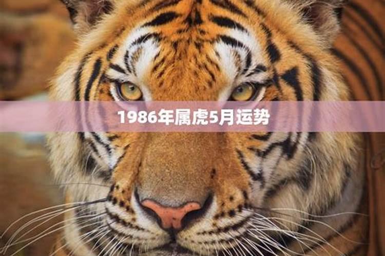 1986年属虎人今年运势如何