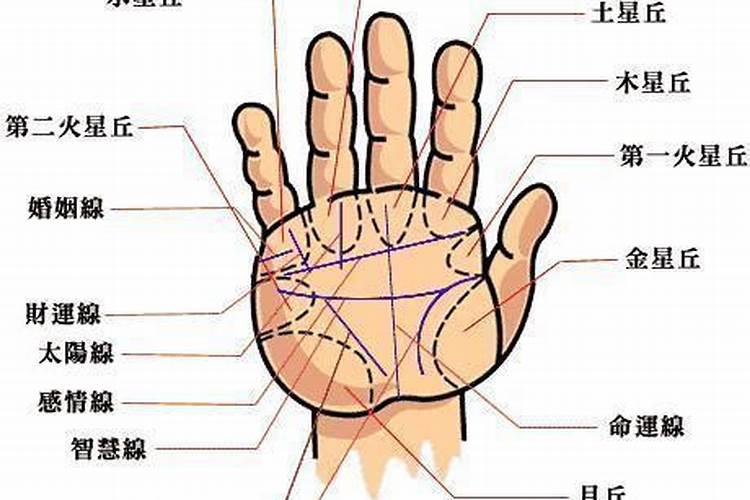 那个生命线哪个是智慧线