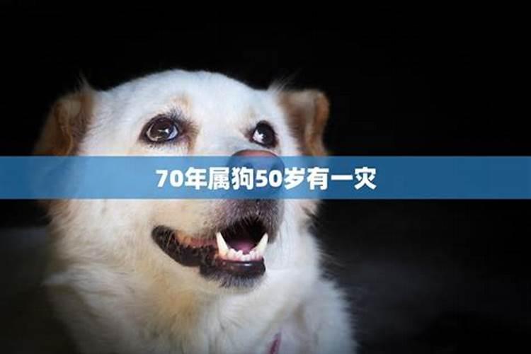 70属狗今年运势怎么样