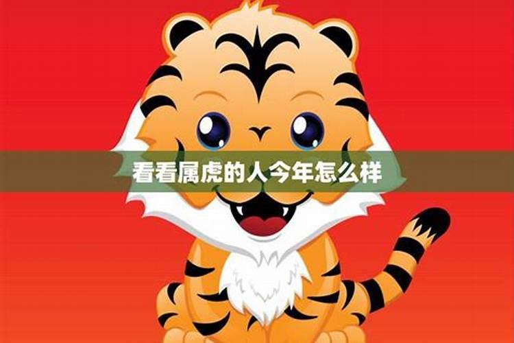 猪年属猪年属虎的运势怎么样