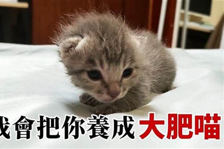 梦见买了俩猫咪回家