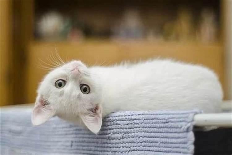 梦见白猫咬自己是什么意思啊