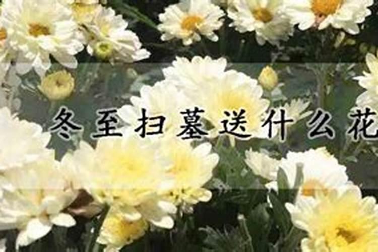 冬至祭扫菊花注意什么