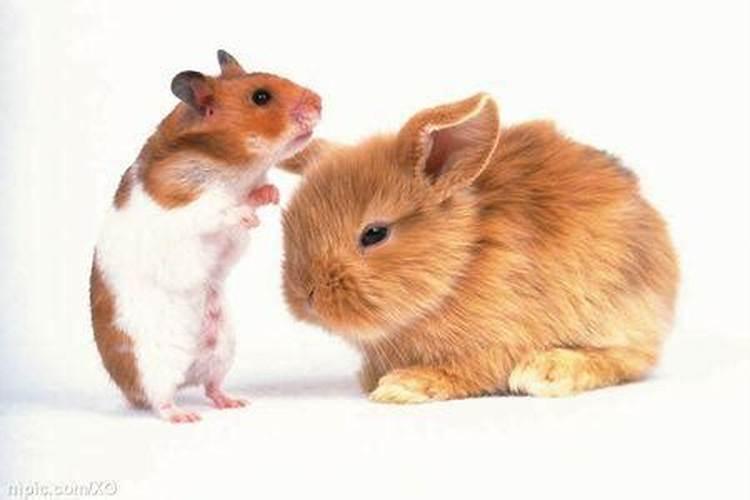 女鼠和男兔合婚吗