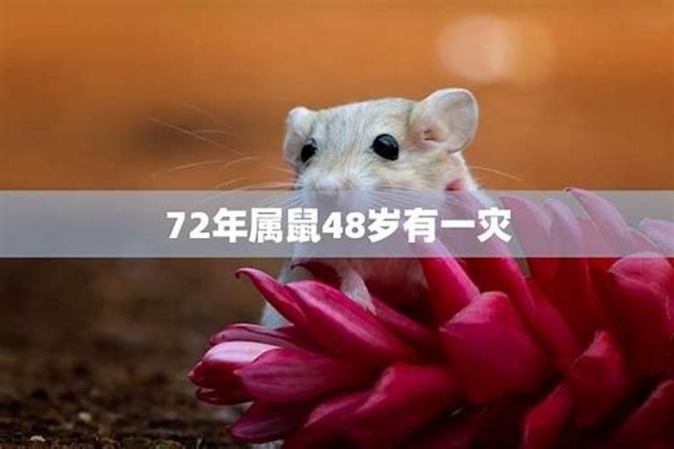 鼠人2023年运势如何