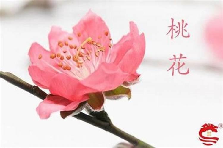 桃花有点旺是什么意思