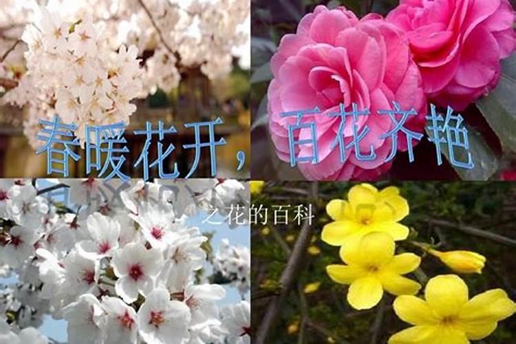 春季百花齐艳是一生肖