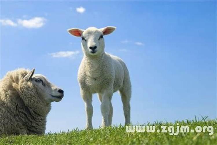 做梦梦见绵羊是什么意思