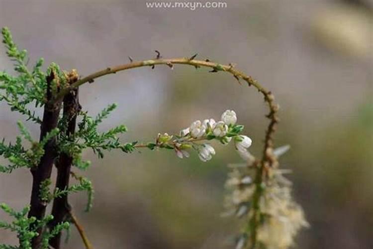 给学生求文昌塔去哪里最灵验