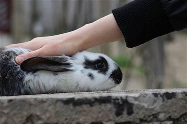 梦见怀孕的兔子死了