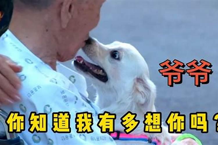 狗在门前守其家猜生肖