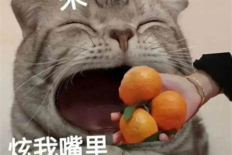 梦见猫拼命亲我的嘴解梦