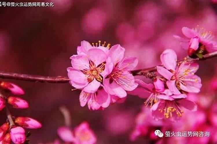 桃花艳红煞怎么化解