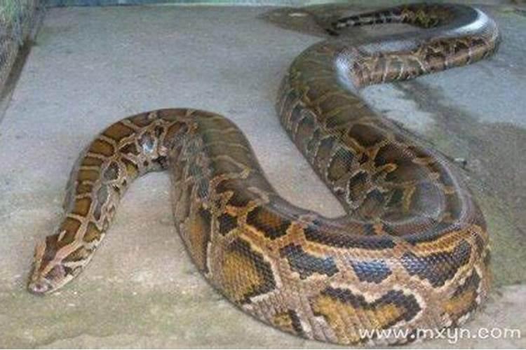 晚上梦到大蟒蛇是什么征兆呢