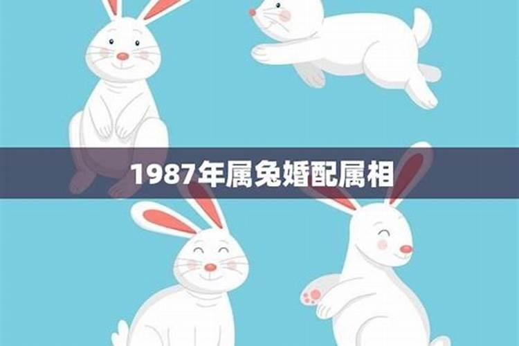 87年属兔的是什么星座