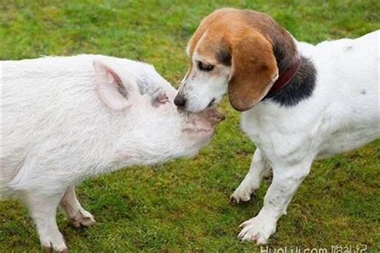 猪和狗属相婚配可以吗