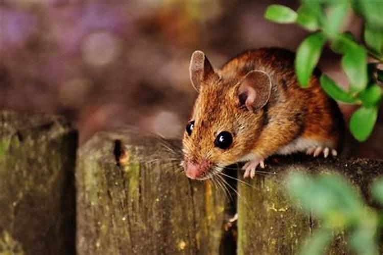 本命年梦见老鼠是什么征兆