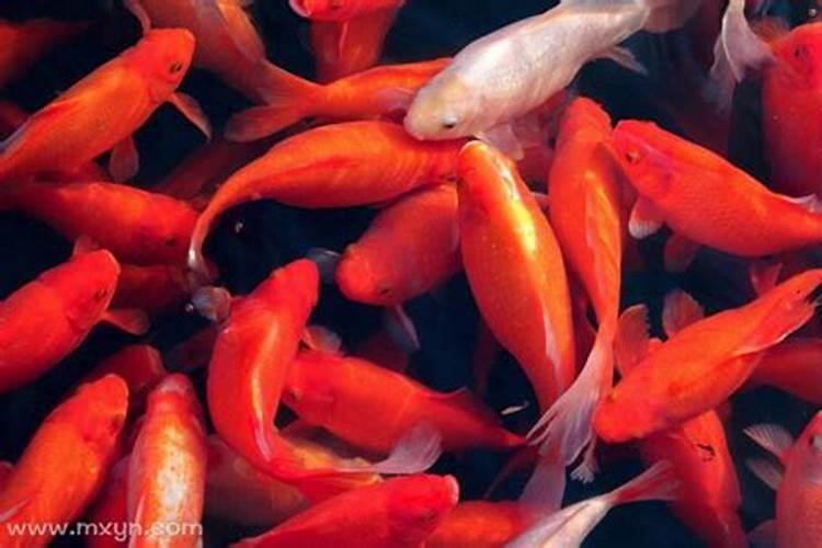 梦见红色金鱼在水里游