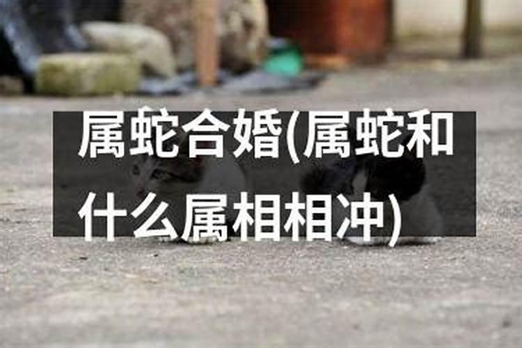 属龙女和属狗男合婚吗婚姻如何