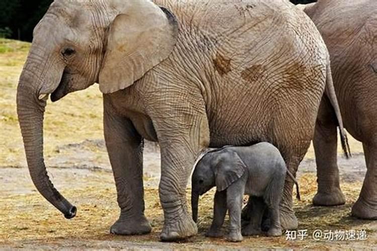 梦见前夫被水淹死后又活了什么意思