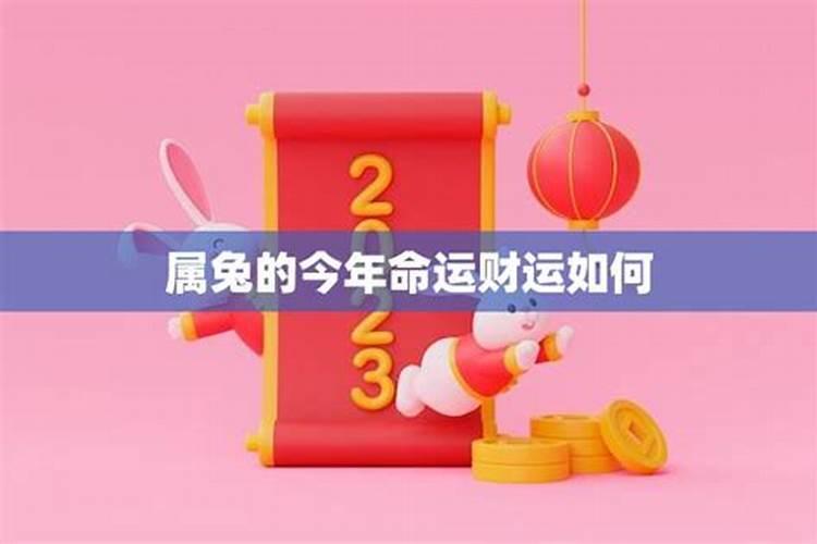 今年生肖兔的财运如何