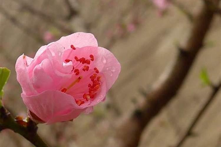 清明节祭奠爸妈