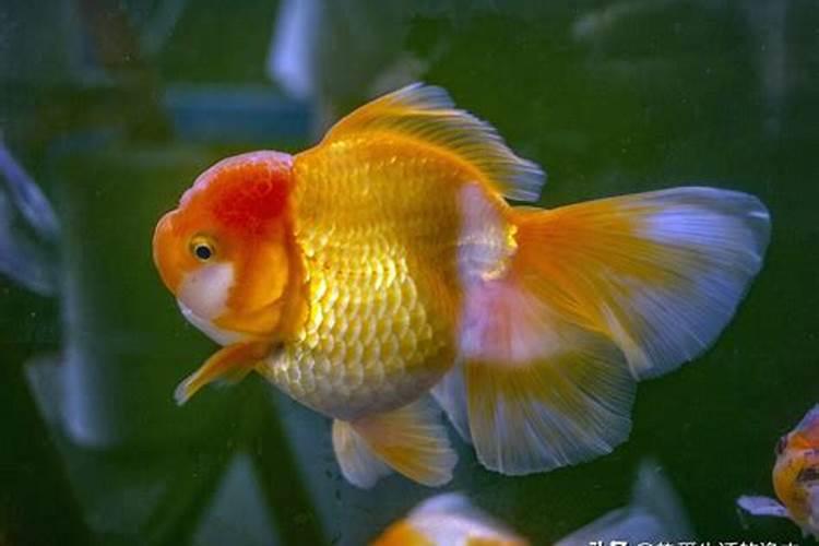 梦见红色的小金鱼是什么意思
