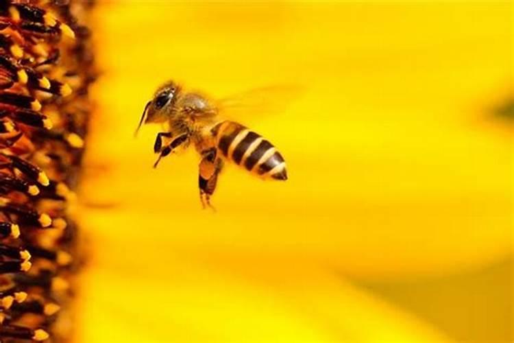梦见自己被蜜蜂蛰预示什么预兆